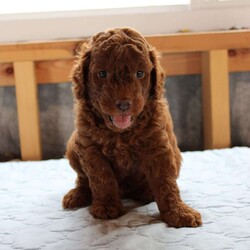 James/Cockapoo									Puppy/Male	/8 Weeks,Meet James! Our adorable Cockapoo puppies were born on June 12th to parents Rainbow and Troy and are ready to find their loving forever homes! These sweet, affectionate puppies have been family raised, are very well socialized, and love being around children, making them wonderful companions for families of all sizes. They are up to date on their vaccinations and deworming and have received plenty of love and attention from day one. With their friendly personalities, playful nature, and cuddly temperaments, these Cockapoo puppies are sure to bring years of joy to their new families!
