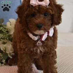 Cali Girl/Toy Poodle									Puppy/Female	/8 Weeks,Cali is a Gorgeous AKC Registered Pick of the litter Toy Poodle, She never has a bad day and is always happy, she loves to play with her brother and her stuffed animals, she is confident gal, she doesn’t get separation anxiety at all, she will play in her playpen with no issues, she has a beautiful red soft hypoallergenic curly coat, and she loves to strut her stuff as if she is the Princess, Cali is beautiful, When she is full grown she will be around 7 to 8 pounds, her parents are 8 and 7 pounds, Cali is AKC registered, Microchipped, Vaccinated and dewormed, if you are interested in this little lady call or text, please Do Not email regarding Cali as the emails get way too full and I no longer check them, call or text only