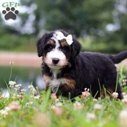 Anne/Mini Bernedoodle									Puppy/Female	/7 Weeks,Hi, my name is Ada, and I’m an adorable Mini Bernedoodle puppy with a playful spirit, a gentle heart, and so much love to give! I’m searching for my forever family, and I can’t wait to become your loyal companion. Whether we’re playing in the yard, exploring new places, or snuggling on the couch after a fun-filled day, I’ll be happiest simply being by your side. I have been raised with lots of love and attention, helping me grow into a friendly, affectionate, and well-socialized puppy.