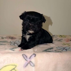 Chloe/Yorkie									Puppy/Female	/7 Weeks