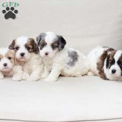 Kingston/Cavachon									Puppy/Male	/June 27th, 2026,Kingston is one of four in his litter, with an approximate adult weight of 12 to 18 lbs  .