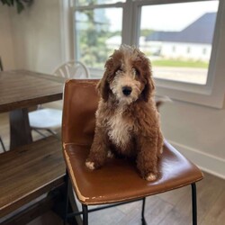 Rex/Mini Bernedoodle									Puppy/Male	/14 Weeks