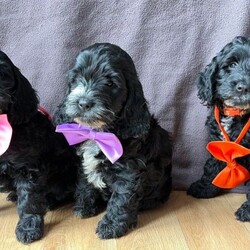 Adopt a dog:F1 Cockapoo Puppies Health Tested Parents /Cockapoo/Female/Sex: Mixed Litter,We have a beautiful litter of F1 Cockapoo puppies, born 18th June 2026, 2 girls and 1 boy