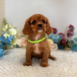 King Charles cavalier spaniel pups /Cavalier King Charles Spaniel/Female/Sex: Mixed Litter,My beautiful litter of King Charles cavalier puppies are looking to go to there new homes from the 12th of august we have both girls and boys still available they will go away vet checked 1st vaccination microchipped and wormed up to date and a little puppy pack if you would like to arrange a viewing or have further questions please call or text thanks for looking 