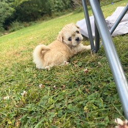 Adopt a dog:Puppies /Pomeranian/Female/Sex: Mixed Litter,I have 3 lovely girls and 2 males puppies mix breed of Pomeranian and Shih Tzu they are very well cared for and are very playful and child friendly, born on the 6th on June, they have had their first vaccination, and will be ready for sale in one week making them 1 month and 4 weeks old