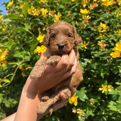 Adopt a dog:Beautiful Cockapoo Puppies/Cockapoo/Female/Sex: Mixed Litter,3 gorgeous Cockapoo babies left from a stunning litter out of our lovely family dog Margot.
