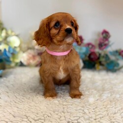 King Charles cavalier spaniel pups /Cavalier King Charles Spaniel/Female/Sex: Mixed Litter,My beautiful litter of King Charles cavalier puppies are looking to go to there new homes from the 12th of august we have both girls and boys still available they will go away vet checked 1st vaccination microchipped and wormed up to date and a little puppy pack if you would like to arrange a viewing or have further questions please call or text thanks for looking 