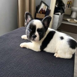 Fluffy French bulldog/French Bulldog/Female/Sex: Mixed Litter,These fluffy frenchies are fully vaccinated and socialised with other dogs and children. They each have their own personalities and are looking for the perfect family to be a part of.