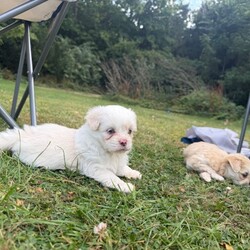 Adopt a dog:Puppies /Pomeranian/Female/Sex: Mixed Litter,I have 3 lovely girls and 2 males puppies mix breed of Pomeranian and Shih Tzu they are very well cared for and are very playful and child friendly, born on the 6th on June, they have had their first vaccination, and will be ready for sale in one week making them 1 month and 4 weeks old