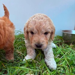 Adopt a dog:F1 Cockapoo pups/Cockapoo/Female/Sex: Mixed Litter,Our beautiful Bailey has had a litter of 4 pups, 3 boys (x2 cream x1 red) and 1 red girl. *** 2 CREAM BOYS REMAINING *** Puppies are vaccinated, vet checked, wormed and microchipped. Bailey is a cockapoo and the father of the pups is a toy miniature poodle (both can be seen in pics). These pups will not shed any hair. They are ready to leave for their forever new homes. Feel free to ask any questions.