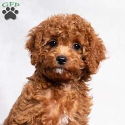 Opal/Cavapoo									Puppy/Female	/11 Weeks,Opal is a cute little Cavapoo looking for her forever home! She is a laid-back puppy with a sweet personality. Have you decided to add some sweetness to your home? Then look no further than this sweetheart! 