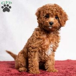 Opal/Cavapoo									Puppy/Female	/11 Weeks,Opal is a cute little Cavapoo looking for her forever home! She is a laid-back puppy with a sweet personality. Have you decided to add some sweetness to your home? Then look no further than this sweetheart! 