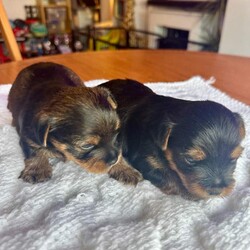 Purebred Yorkshire Terrier Puppies (Yorkie) - available /Yorkshire Terrier/Female/Sex: Mixed Litter,3 beautiful Yorkie puppies. Born on 15th July and ready to leave on 9th September.