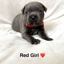 Beautiful Blue Staffy pups /Staffordshire Bull Terrier/Female/Sex: Mixed Litter,Welcome to our advert, we have a litter of 5 pups available. These are exceptional blue staffys. 