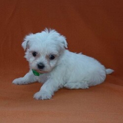 Adopt a dog:Korean maltese/Maltese/Female/Sex: Mixed Litter,My beautiful girl has had an amazing litter of pups these babys have been delitful to have in are family these tiny bundels of joy will make the perfect addition to any family they are well used to kids and other animals and are used to most house hold noises they have been worm and flea treated every 2 weeks from birth and will be michrochipped and 1st vacation before they leave mum is are loved family pet and can be seen when veiwing her babys dad was a beautiful korean maltese boy we used and was realy nice manerd wee boy these babys are tiny as both mum and dad are tiny pups will have a scent blanket to help them settle in please get in touch to make a veiwing or for more info £200 deposit to secure puppy of choice