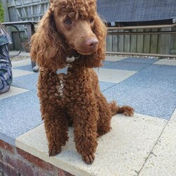 *Health tested F1 Cockapoo Puppies*/Cockapoo/Female/Sex: Mixed Litter,Our beautiful KC registered Cocker Spaniel Ginny (Kenzduo My Little One) has had a wonderful litter of 8 Cockapoo puppies to KC registered Mini Poodle Murphy (Banklin River Bank Red Rose).