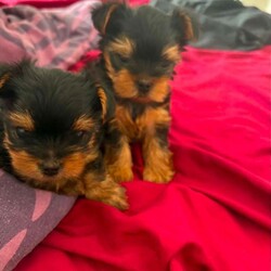 Yorkshire terrier puppies ( 2 Left )/Yorkshire Terrier/Female/Sex: Mixed Litter,We're happy to announce that welcomed a litter of 3 beautiful puppies 2 boys 1 girl. They will be ready to new home now. They are helthy,very active and independent from mum now.