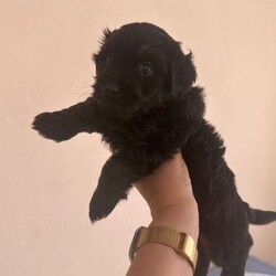 Cockapoo mix puppies/Cockapoo/Female/Sex: Male,Cockapoo mix with Norfolk Terrier. One boy & Three girls left . Five weeks old ..  ready for their forever home 29 th August. 