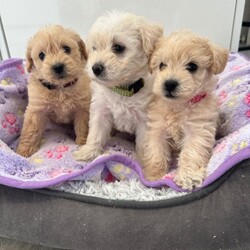 Beautiful westiepoo puppies /West Highland Terrier/Female/Sex: Mixed Litter,I have a beautiful litter of puppies, mum is a west highland terrier and dad a toy poodle, they are ready for their loving homes on 22/08/26 at 8 weeks old.  only females available,they are brought up in our family home with kids and other dogs and cats. They are weaned onto Purina pro plan lamb and will leave with some of this. They will be vet health checked with their 1st vaccine and microchip. They are wormed with panacur. They get their nails trimmed every two weeks. Mum is our beautiful girl and she has been an amazing mum to her puppies, she is very friendly so she will love anyone coming to meet her puppies. Dad is a red toy poodle that is from good lines and is kc reg. he has such a lovely calm temperament. A deposit of £150 none refundable is required if you choose to give one of my beautiful puppies a loving family home. The remaining when you come to pick up your puppy. I will keep everyone updated with pictures/ videos of puppies till they leave. Please contact me for any more information.