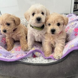 Beautiful westiepoo puppies /West Highland Terrier/Female/Sex: Mixed Litter,I have a beautiful litter of puppies, mum is a west highland terrier and dad a toy poodle, they are ready for their loving homes on 22/08/26 at 8 weeks old.  only females available,they are brought up in our family home with kids and other dogs and cats. They are weaned onto Purina pro plan lamb and will leave with some of this. They will be vet health checked with their 1st vaccine and microchip. They are wormed with panacur. They get their nails trimmed every two weeks. Mum is our beautiful girl and she has been an amazing mum to her puppies, she is very friendly so she will love anyone coming to meet her puppies. Dad is a red toy poodle that is from good lines and is kc reg. he has such a lovely calm temperament. A deposit of £150 none refundable is required if you choose to give one of my beautiful puppies a loving family home. The remaining when you come to pick up your puppy. I will keep everyone updated with pictures/ videos of puppies till they leave. Please contact me for any more information.