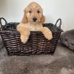 Miniature cockapoo puppies PRA Clear show type/Cockapoo/Female/Sex: Male,Hi I am now taking viewings for my beautifully litter of miniature PRA clear cockapoo puppies Mum sandy has been amazing she's a show type cocker spaniel our family pet. Dad’s also our family pet his a toy poodle who loves to play. Puppies have been health checked first and second vaccination and are all up-to-date with worming and fleeing and  also microchipped. Mum and dad can both be seen when viewing puppies please feel free to give me a call to arrange a viewing or for any more information thank you. 