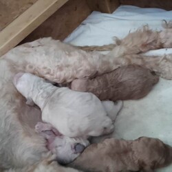 F1b minature cockapoos, dna tested clear!/Cockapoo/Female/Sex: Mixed Litter,Six beautiful pups born to our family and we are looking for the perfect homes for them. Girls have pretty bows. Dad is a miniature poodle and mum is a miniature cockapoo meaning the pups tend to be more curly as have more poodle in them and more hypogenic particularly low shedding with is fantastic for asthma or allergies suffering persons and perhaps people that value more tidy clean homes. Both parents have had full genetic testing prior to breeding to ensure puppies are bred to the highest standard available. Puppies are fully clear on all tests completed and associated to the breed of spanials and poodles that create the cockapoos. Puppies are certified clear on the following: