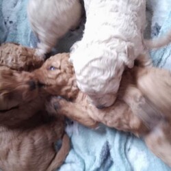F1b minature cockapoos, dna tested clear!/Cockapoo/Female/Sex: Mixed Litter,Six beautiful pups born to our family and we are looking for the perfect homes for them. Girls have pretty bows. Dad is a miniature poodle and mum is a miniature cockapoo meaning the pups tend to be more curly as have more poodle in them and more hypogenic particularly low shedding with is fantastic for asthma or allergies suffering persons and perhaps people that value more tidy clean homes. Both parents have had full genetic testing prior to breeding to ensure puppies are bred to the highest standard available. Puppies are fully clear on all tests completed and associated to the breed of spanials and poodles that create the cockapoos. Puppies are certified clear on the following: