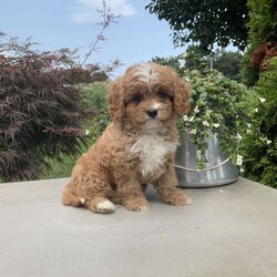 Andy/Cavapoo									Puppy/Male	/7 Weeks,Meet Andy; I’m a energetic Cavapoo puppy waiting to give you puppy kisses, I am up to date on all wormers and vaccines, if interested in getting to know me more. Call or text the breeder.
