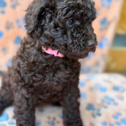 Adopt a dog:Ready now  F1B Cockapoo Puppies 5 left /Cockapoo/Female/Sex: Mixed Litter,We are delighted to introduce our beautiful litter of 8 Cockapoo puppies — 4 boys and 4 girl