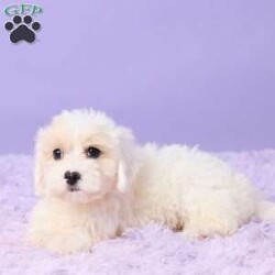 Issy/Maltipoo									Puppy/Female	/9 Weeks,Issy is an adorable Maltipoo puppy with a sweet personality and plenty of love to give! She has been vet-checked and is up to date on all her shots and vaccinations. Issy is happy, healthy, and ready to find her forever home. She can’t wait to meet her new family and become their newest little companion!