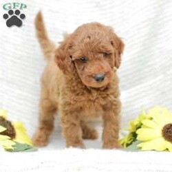 Levi F1BB/Mini Goldendoodle									Puppy/Male	/8 Weeks,Meet our adorable and cuddly Mini Golden Doodles! They are well loved by my family and get lots of dedicated attention daily! 