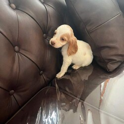 Adopt a dog:I have 5 beautiful cock spaniel for sale/Cocker Spaniel/Female/Sex: Mixed Litter,have 5 beautiful cock spaniel for sale Good with other kids and pets mum and dad family pets so playful and full of love looking for there forever loving home base in Barnsley/Wakefield area