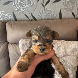 Adopt a dog:Yorkshire Terrier Puppies/Yorkshire Terrier/Female/Sex: Mixed Litter,Coming from a loving home we have 7 gorgeous Yorkshire Terrier Pups looking for their forever homes, there are 2 males and 5 females. Both parents are both full pedigree stunning Yorkshire Terriers, with a good lineage on both sides, and are very well loved family pets which can be seen on viewing.