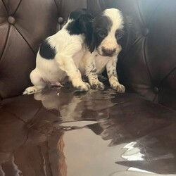 Adopt a dog:I have 5 beautiful cock spaniel for sale/Cocker Spaniel/Female/Sex: Mixed Litter,have 5 beautiful cock spaniel for sale Good with other kids and pets mum and dad family pets so playful and full of love looking for there forever loving home base in Barnsley/Wakefield area