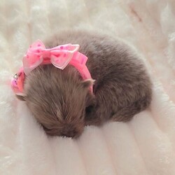 Adopt a dog:Beautiful Pomeranian puppies /Pomeranian/Female/Sex: Mixed Litter,Our little girl Issey has given birth to 6 stunning little babies. All puppies can be seen with mum. They will leave with small bag of puppy food. All Pups will be microchipped, vaccinations up to date, vet checked, wormed, KC registered and 5wks KC insurance.