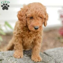 Levi F1BB/Mini Goldendoodle									Puppy/Male	/8 Weeks,Meet our adorable and cuddly Mini Golden Doodles! They are well loved by my family and get lots of dedicated attention daily! 