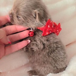 Adopt a dog:Beautiful Pomeranian puppies /Pomeranian/Female/Sex: Mixed Litter,Our little girl Issey has given birth to 6 stunning little babies. All puppies can be seen with mum. They will leave with small bag of puppy food. All Pups will be microchipped, vaccinations up to date, vet checked, wormed, KC registered and 5wks KC insurance.