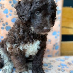 Adopt a dog:Ready now  F1B Cockapoo Puppies 5 left /Cockapoo/Female/Sex: Mixed Litter,We are delighted to introduce our beautiful litter of 8 Cockapoo puppies — 4 boys and 4 girl