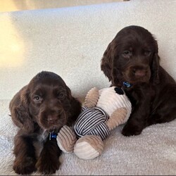 Adopt a dog:Show type cocker spaniels/Cocker Spaniel/Female/Sex: Mixed Litter,Here we have five lovely showtime cocker spaniels we have one chocolate girl, two chocolate boys, two boys blue and tan one boy Black and Tan these puppies are very well, bread and very beautiful puppies. These puppies are very playful with other animals and very good with kids. These puppies have had first vaccination micro chipped health checked and has been fleet and wormed up-to-date. These beautiful puppies are waiting for their for heaven loving homes, please call call or text for more informatio