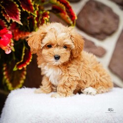 Darlene/Maltipoo									Puppy/Female	/June 15th, 2026,This sweet, cuddly and extremely loveable puppy is ready to bring love and happiness to your home! Call to schedule a visit or reserve yours today.