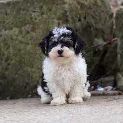 Brodie/Maltipoo									Puppy/Male	/10 Weeks
