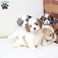 Jackson/Cavachon									Puppy/Male	/June 27th, 2026,Jackson is one of four in his litter, with an approximate adult weight of 12 to 18 pounds .