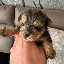 Adopt a dog:Yorkshire Terrier Puppies/Yorkshire Terrier/Female/Sex: Mixed Litter,Coming from a loving home we have 7 gorgeous Yorkshire Terrier Pups looking for their forever homes, there are 2 males and 5 females. Both parents are both full pedigree stunning Yorkshire Terriers, with a good lineage on both sides, and are very well loved family pets which can be seen on viewing.