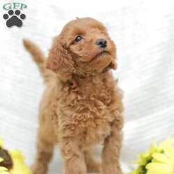 Levi F1BB/Mini Goldendoodle									Puppy/Male	/8 Weeks,Meet our adorable and cuddly Mini Golden Doodles! They are well loved by my family and get lots of dedicated attention daily! 