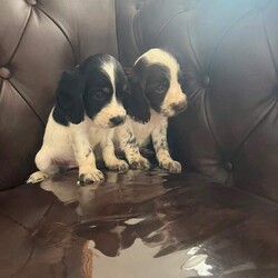 Adopt a dog:I have 5 beautiful cock spaniel for sale/Cocker Spaniel/Female/Sex: Mixed Litter,have 5 beautiful cock spaniel for sale Good with other kids and pets mum and dad family pets so playful and full of love looking for there forever loving home base in Barnsley/Wakefield area