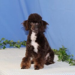 Milton/Toy Poodle									Puppy/Male	/9 Weeks,Patty, our beautiful chocolate and white poodle weighs in at 10.4 lbs. She is a favorite, calm and gentle for a poodle, and very smart. She carries the non-fading genetics, so her chocolate color seems to stay about the same as she gets older. Fudge, our little chocolate daddy weighs in at 7 lbs. He is so adorable, always watchful, ready and waiting for playtime. He is so smart, he will miss nothing! These little puppies are well socialized, playful and loving, just waiting to give you lots of joy! They are up to date on their vaccinations and dewormings, and have been vet checked. Feel free to call with questions, or to set up a time to come visit them. Thanks, 