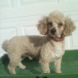 Mickey/Cavapoo									Puppy/Male	/7 Weeks,Meet Mickey; I am an energetic Cavapoo puppy waiting to give you puppy kisses. I am up to date on all wormers and vaccines, if interested in getting to know me more. Call or text the breeder.