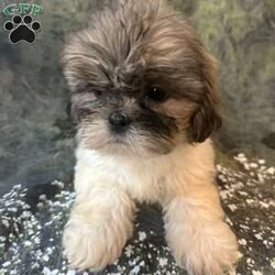 Bella/Shih Tzu									Puppy/Female	/10 Weeks, Meet Bella Bella is a tiny, adorable brown-and-white baby girl with the cutest little face! She may be small, but she has a sweet personality that will steal your heart. She has a beautiful fluffy coat, big bright eyes, and an irresistible teddy-bear look. Bella loves attention, cuddles, and playing. She would make the perfect little companion for a loving family. Girl Puppy Brown & White Tiny & Adorable Sweet & Playful Looking for her forever home Bella is a little bundle of cuteness!