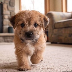 Molly/Morkie / Yorktese									Puppy/Female	/8 Weeks,Are you looking for an awesome puppy ? This one love to be your buddy !! Bred to bring joy and love to your life !!