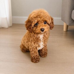 Asian maltipoo/Maltipoo/Female/Sex: Male,4 puppies available vaccinated , microchipped, regularly worm treated,ready to go.